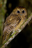 Image. Cinnamon Screech Owl