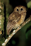 Image. Cinnamon Screech Owl