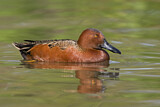 Image. Cinnamon Teal