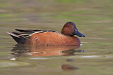 Image. Cinnamon Teal