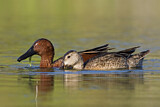 Image. Cinnamon Teal