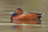 Image. Cinnamon Teal