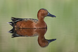 Image. Cinnamon Teal