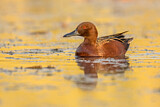 Image. Cinnamon Teal