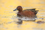 Image. Cinnamon Teal