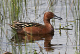 Image. Cinnamon Teal