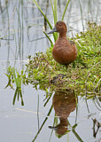 Image. Cinnamon Teal