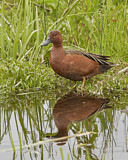 Image. Cinnamon Teal
