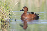 Image. Cinnamon Teal