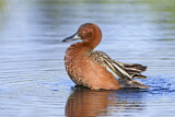 Image. Cinnamon Teal