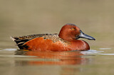 Image. Cinnamon Teal