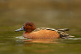 Image. Cinnamon Teal