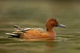 Image. Cinnamon Teal