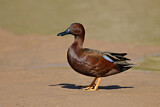Image. Cinnamon Teal
