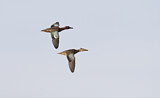Image. Cinnamon Teal