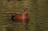 Image. Cinnamon Teal