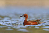 Image. Cinnamon Teal