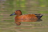 Image. Cinnamon Teal