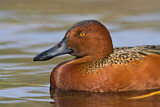 Image. Cinnamon Teal