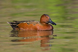 Image. Cinnamon Teal