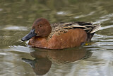 Image. Cinnamon Teal