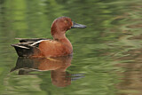 Image. Cinnamon Teal