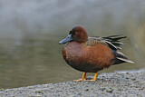 Image. Cinnamon Teal