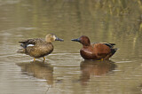 Image. Cinnamon Teal