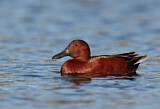Image. Cinnamon Teal