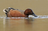 Image. Cinnamon Teal