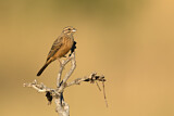 Image. Cinnamon-breasted Bunting