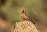 Image. Cinnamon-breasted Bunting
