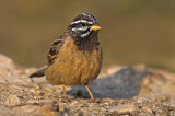 Image. Cinnamon-breasted Bunting