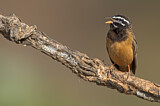 Image. Cinnamon-breasted Bunting