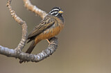 Image. Cinnamon-breasted Bunting