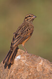 Image. Cinnamon-breasted Bunting
