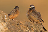 Image. Cinnamon-breasted Bunting