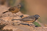 Image. Cinnamon-breasted Bunting