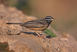 Image. Cinnamon-breasted Bunting