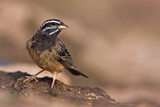 Image. Cinnamon-breasted Bunting