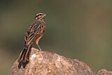 Image. Cinnamon-breasted Bunting