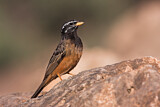Image. Cinnamon-breasted Bunting
