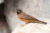 Image. Cinnamon-breasted Bunting