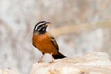 Image. Cinnamon-breasted Bunting