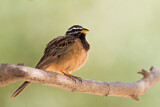 Image. Cinnamon-breasted Bunting