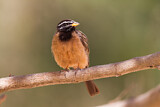 Image. Cinnamon-breasted Bunting