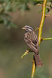 Image. Cinnamon-breasted Bunting