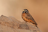 Image. Cinnamon-breasted Bunting