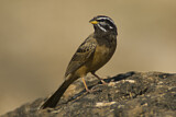 Image. Cinnamon-breasted Bunting