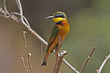 Image. Cinnamon-chested Bee-eater